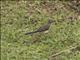 Cape Wagtail (Motacilla capensis)