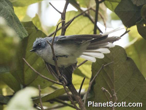 White-tailed Blue Flycatcher (Elminia albicauda)