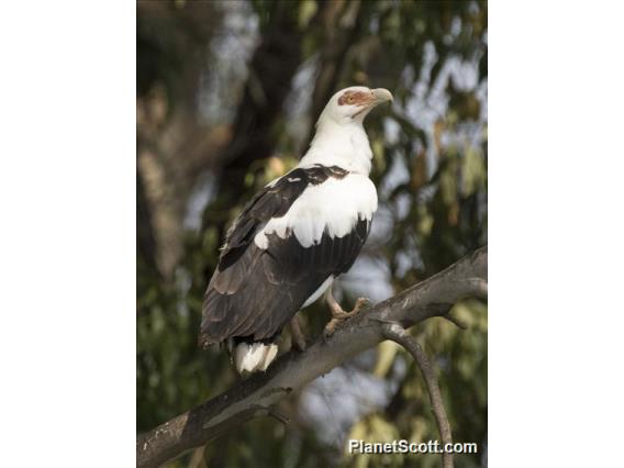 Palm-nut Vulture (Gypohierax angolensis)