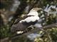 Palm-nut Vulture (Gypohierax angolensis)