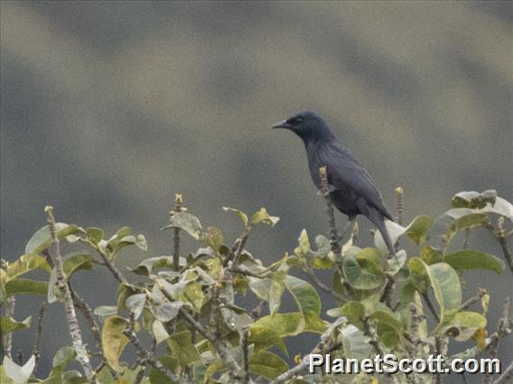 Chestnut-winged Starling (Onychognathus fulgidus)