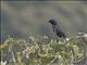 Chestnut-winged Starling (Onychognathus fulgidus)