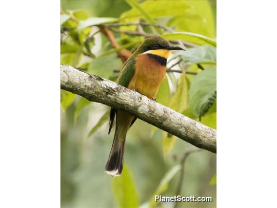 Cinnamon-chested Bee-eater (Merops oreobates)