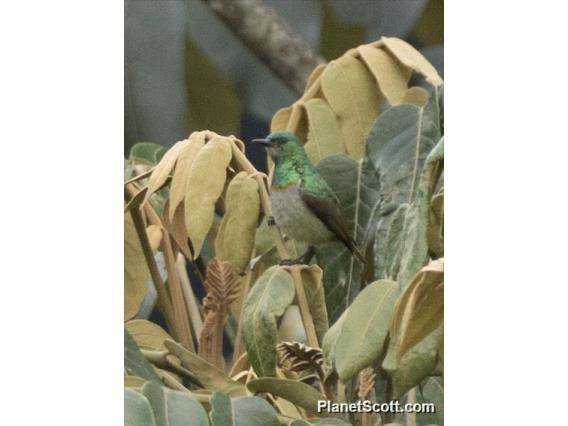 Gray-chinned Sunbird (Anthreptes tephrolaemus )