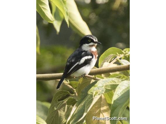 Chinspot Batis (Batis molitor)