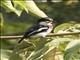 Chinspot Batis (Batis molitor) - Female