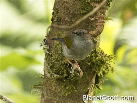 Green-backed Camaroptera (Camaroptera brachyura)