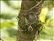 Green-backed Camaroptera (Camaroptera brachyura)