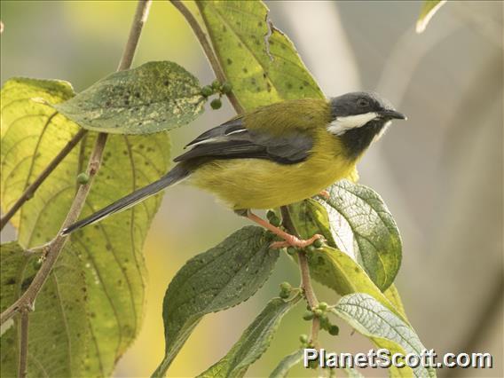 Black-throated Apalis (Apalis jacksoni)