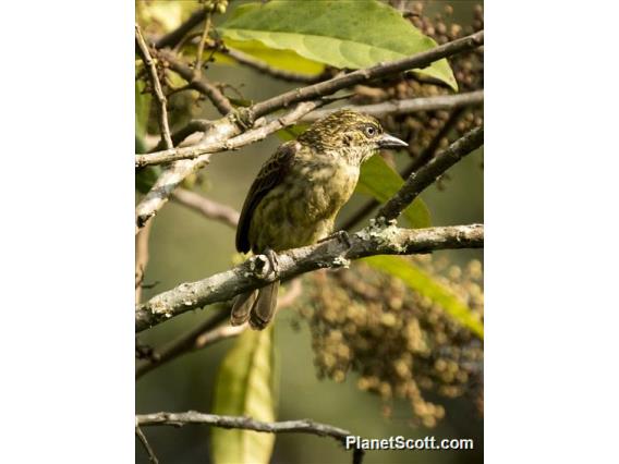 Speckled Tinkerbird (Pogoniulus scolopaceus)