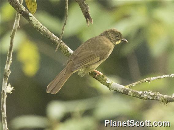 Yellow-whiskered Greenbul (Eurillas latirostris)