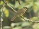 Yellow-whiskered Greenbul (Eurillas latirostris)