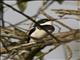 Chinspot Batis (Batis molitor) - Male