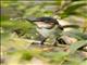 Brown-throated Wattle-eye (Platysteira cyanea) - Juvenile