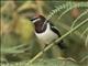 Brown-throated Wattle-eye (Platysteira cyanea) - Female