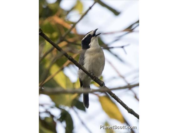 Gray-green Bushshrike (Chlorophoneus bocagei)