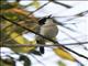 Gray-green Bushshrike (Telophorus bocagei)