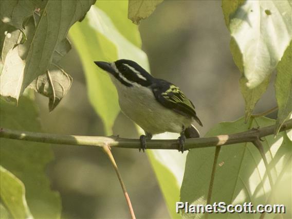 Yellow-rumped Tinkerbird (Pogoniulus bilineatus)