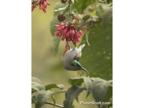 Green-headed Sunbird (Cyanomitra verticalis)