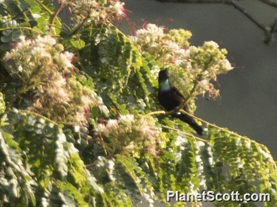 Green-throated Sunbird (Chalcomitra rubescens)