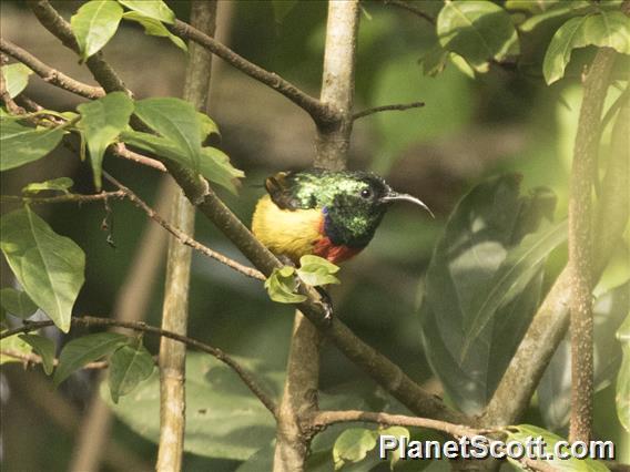 Regal Sunbird (Cinnyris regius)