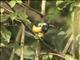 Regal Sunbird (Cinnyris regius)