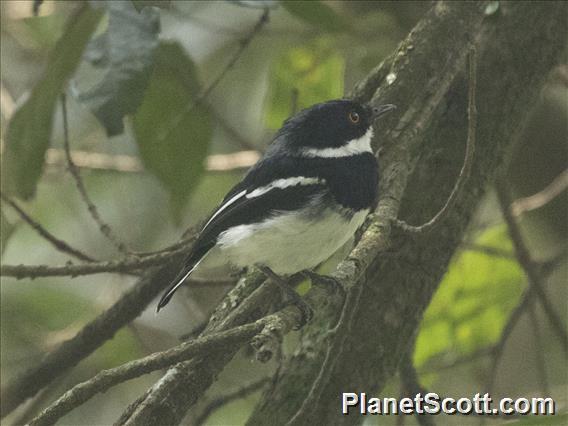 Ruwenzori Batis (Batis diops)