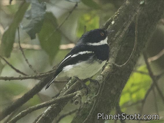 Rwenzori Batis (Batis diops)