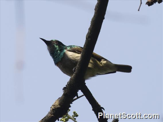 Blue-headed Sunbird (Cyanomitra alinae)