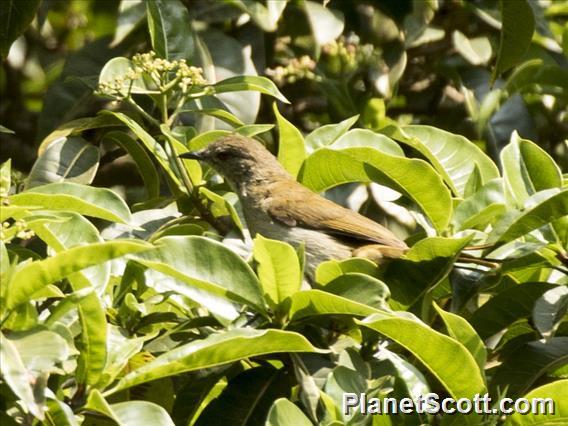 Yellow-streaked Greenbul (Phyllastrephus flavostriatus)