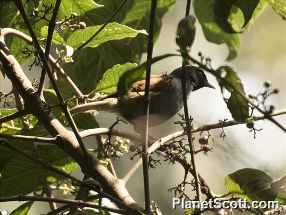 Rwenzori Hill Babbler (Sylvia atriceps)