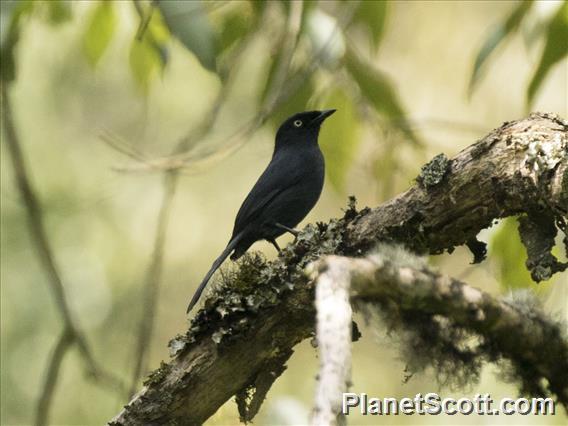 Yellow-eyed Black-Flycatcher (Melaenornis ardesiacus)