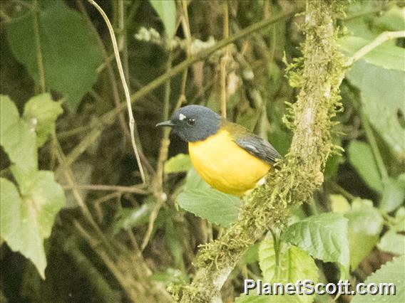 White-starred Robin (Pogonocichla stellata)