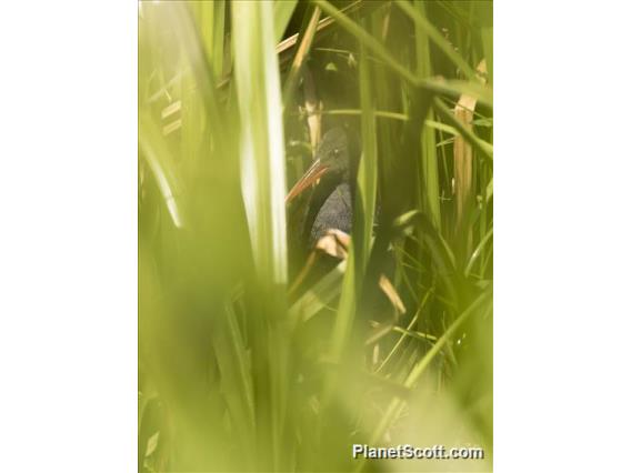 African Rail (Rallus caerulescens)