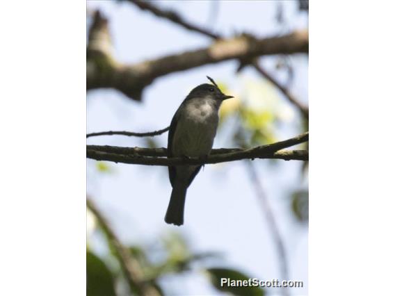 White-bellied Crested-Flycatcher (Elminia albiventris)