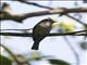 White-bellied Crested-Flycatcher (Elminia albiventris)