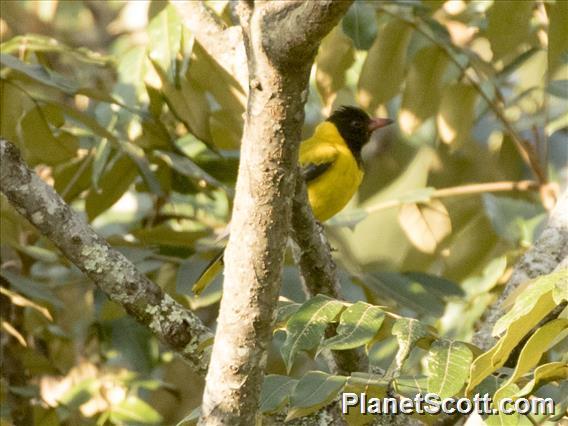 Black-tailed Oriole (Oriolus percivali)