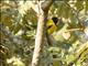 Black-tailed Oriole (Oriolus percivali)