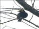 Black-billed Weaver (Ploceus melanogaster)