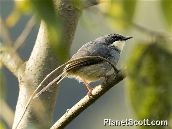 White-chinned Prinia (Schistolais leucopogon)