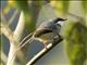 White-chinned Prinia (Schistolais leucopogon)