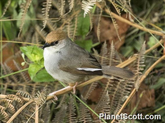 Chubb's Cisticola (Cisticola chubbi)