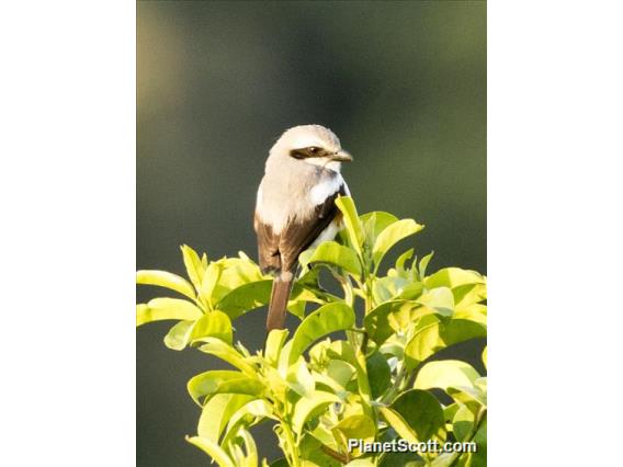 Mackinnon's Shrike (Lanius mackinnoni)