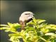 Mackinnons Shrike (Lanius mackinnoni)