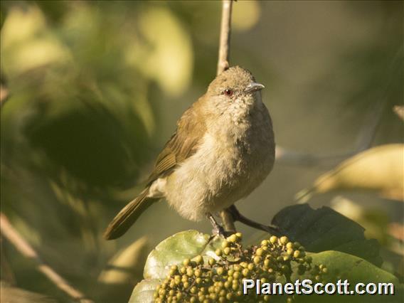 Slender-billed Greenbul (Stelgidillas gracilirostris)