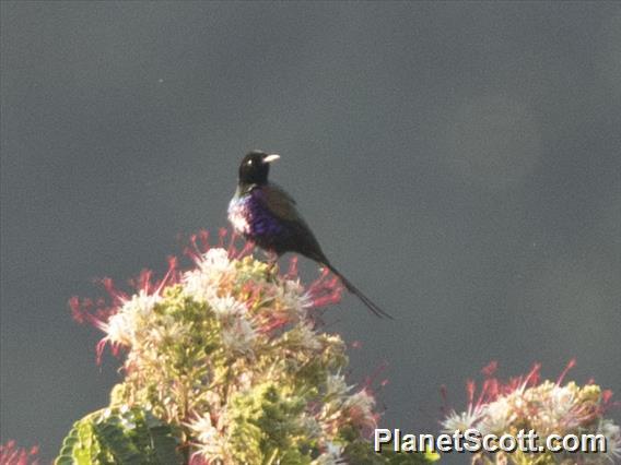 Purple-breasted Sunbird (Nectarinia purpureiventris)