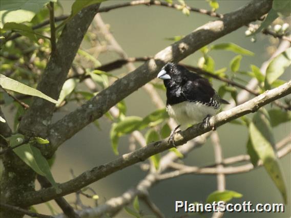 Black-and-white Mannikin (Spermestes bicolor)