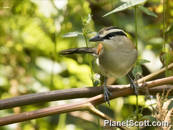 Brown-crowned Tchagra (Tchagra australis)