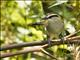 Brown-crowned Tchagra (Tchagra australis)