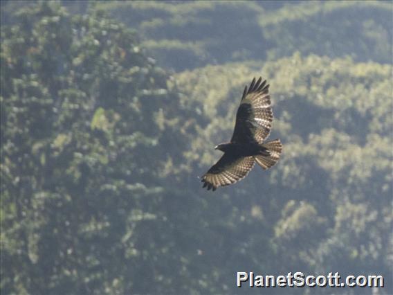 Mountain Buzzard (Buteo oreophilus)